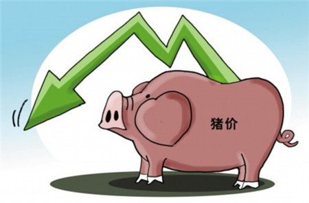 11月猪价将重回8元/公斤吗？还是另有玄机