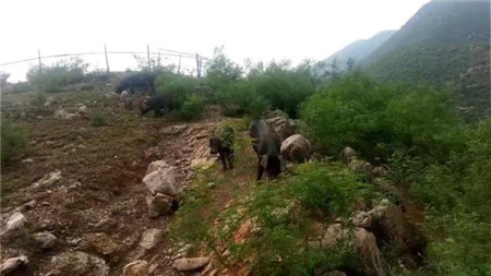农民围山养它，一斤40元，当地人称“爬山猪”