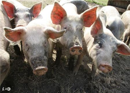 引进白种猪,进口大豆,进口猪肉,美国别高兴太早了