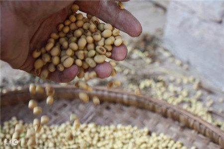 引进白种猪,进口大豆,进口猪肉,美国别高兴太早了