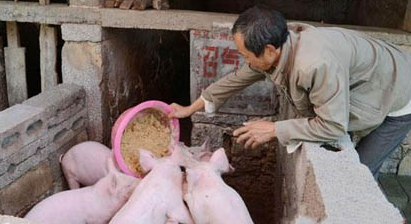 养猪不赚钱?一定是你的模式选错了!