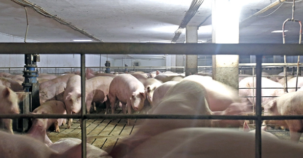 奇！他把猪埋在地下养 四个月长三百多斤！