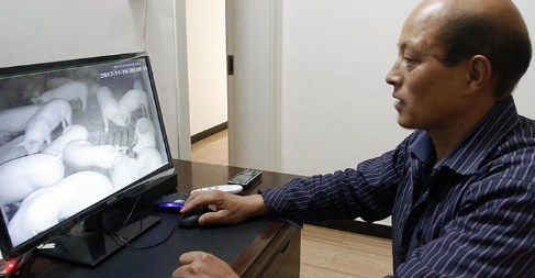 奇！他把猪埋在地下养 四个月长三百多斤！