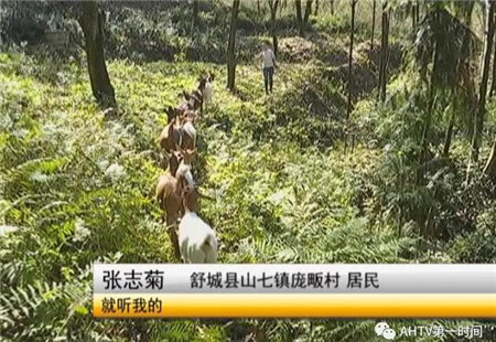 舒城24岁美女辞职回乡养猪养羊创业 只为能好好照看生病养父