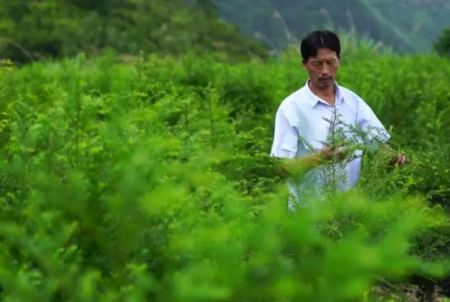 “养猪村”转变为“甜蜜古村” 青田小村庄夜色撩人