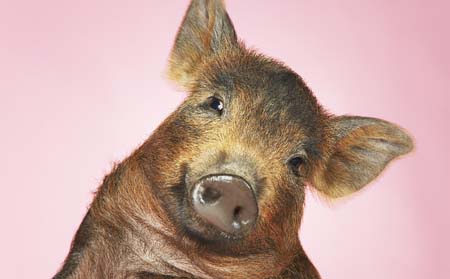 11月中下旬猪价行情是涨势跌,行内众说纷纭?