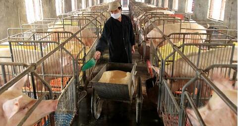 警惕!养猪业七大风险蔓延,或进一步影响养猪散户赚钱