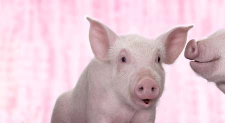 未来10年想在中国养猪?必须关注这问题 比猪价更重要