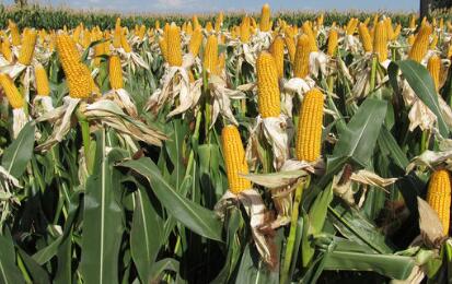 伴随着国储玉米大量投放市场,叠加新玉米集中上市,玉米质量偏好,市场需求旺盛,收购主体较多,饲料厂积极采购,玉米市场供需两旺。