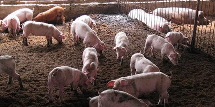 什么是“二元猪”“三元猪”“内三元猪”“回交二元猪”?