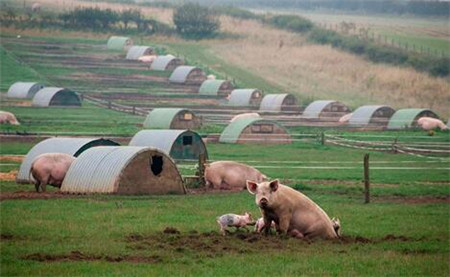 农牧七大巨头前三季度营收1677亿!