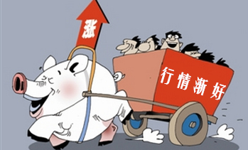 12月猪价上涨的两个因素:母猪存栏下降25万!春节出栏体重偏小!