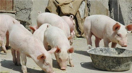  小猪换料一直拉稀怎么办？