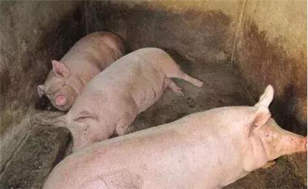 初冬季节,这种病可造成中大猪突然死亡不可轻视!