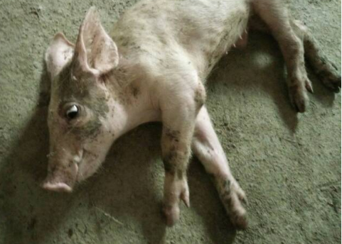 5角到一元钱一斤收购,经层层转手、加工之后,竟可卖到7元多一斤,巨额利润让不法分子丧心病狂,将病死猪肉送上餐桌。