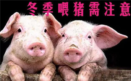 冬季养猪需注意:有些东西扔了也不能给猪吃,否则后果会很严重!