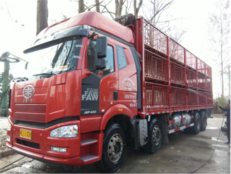 2017年11月14日,天兆猪业旗下江苏天兆实业有限公司(以下简称“江苏天兆”)圆满完成了本季度6000头二元母猪短期大规模的第一批供种工作。