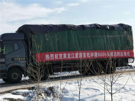 2017年11月14日,天兆猪业旗下江苏天兆实业有限公司(以下简称“江苏天兆”)圆满完成了本季度6000头二元母猪短期大规模的第一批供种工作。