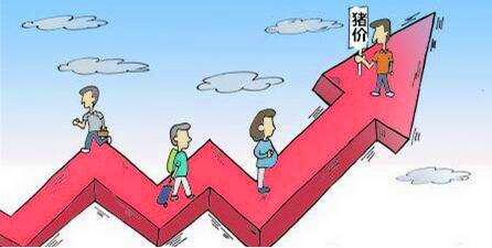 现阶段猪价是明稳暗涨,你察觉到了吗?