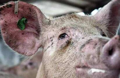 猪场老板的钱“不能收” 崇义县农粮局三名干部获刑