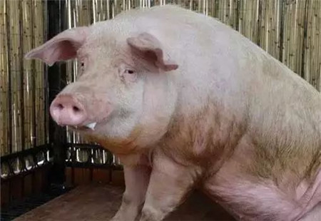 3个方案治疗猪呼吸道病有奇效,90%的猪友都不知道!