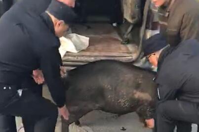 “二师兄”满街追美女,场面一度失控……