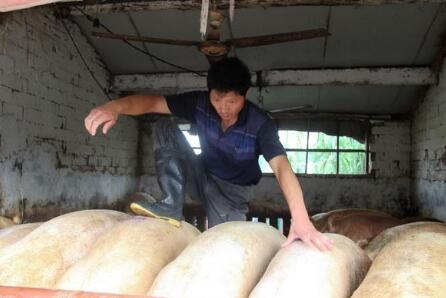 这四种类型的养猪户 可能熬不过今年年底!