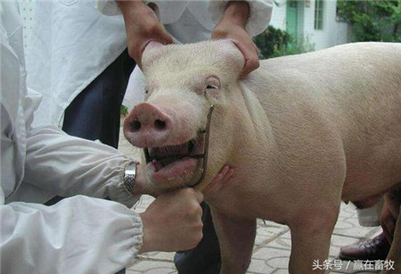 老兽医教你猪口蹄疫的防治技术,一学就会,收藏备用吧