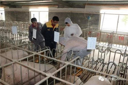 普丹美特邀专家Hans Bundgaard一线猪场服务