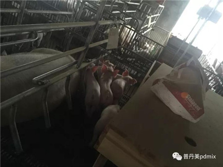 普丹美特邀专家Hans Bundgaard一线猪场服务