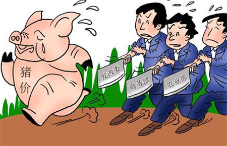 降温推动北方猪价上涨