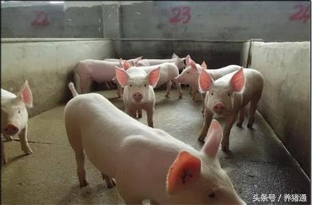 保育猪发病以后，成功的治疗和预防经验，大多数人都不了解