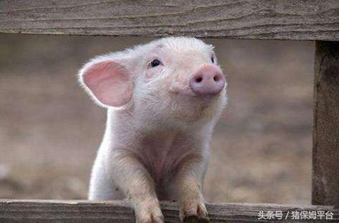 五种颜色五种猪病,这些猪病应该这样防治