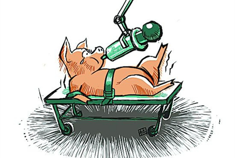 为什么要用饲料添加剂,兽药该怎么用?看专家怎么说