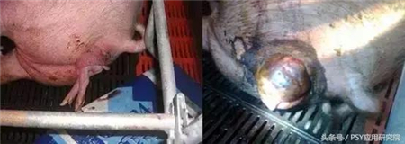 几种常用青绿饲料的选择,养猪人一定要会