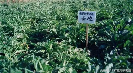 几种常用青绿饲料的选择,养猪人一定要会