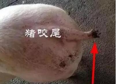 猪咬尾、咬耳，长得慢，养猪户错失最佳出栏时间！
