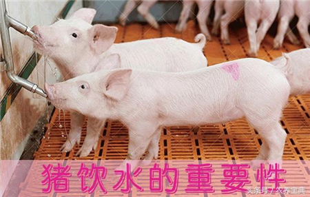 哺乳仔猪到底要不要额外给水喝?农村养猪的朋友们值得一看!