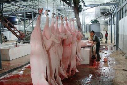 广东省汕尾市海丰2处私宰生猪窝点被端