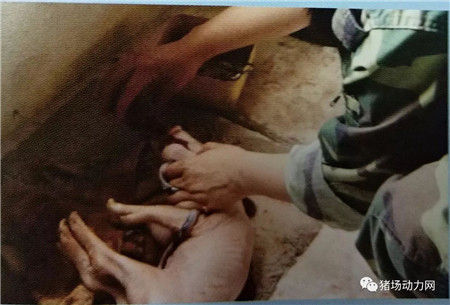 紧急救治假死小猪的七个步骤，你做对了吗？