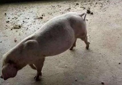 猪得胀气束手无策,看看这几个方法你用了没?