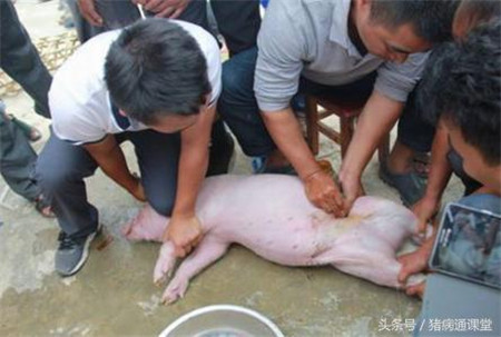 人会传播猪病吗？