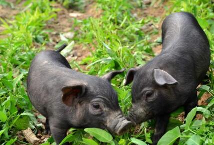 养殖户扎心发问：2017年养猪会一苦到年底吗？