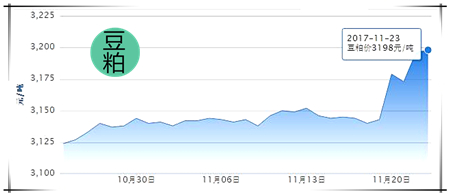 11月23日猪评：涨势持续但空间不大 短期微幅涨跌调整为主