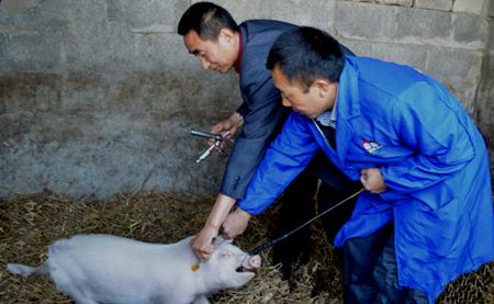 注射猪口蹄疫疫苗出现应激,致大批猪死亡!