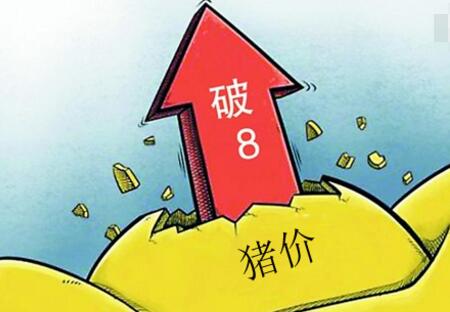 猪市如此不稳定 猪友：破8是不可能事件，你认为呢？
