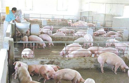 只要养猪的你愿意做一个改变,一批猪就能多赚几万元很简单