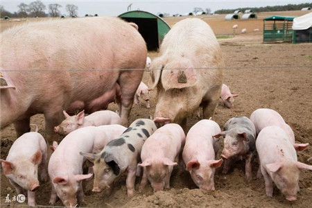 养了十年猪，才发现酒在猪场有如此妙用！