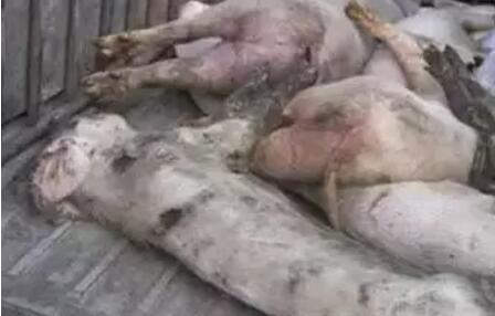 为什么有的猪会“打针就死”？