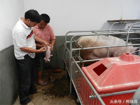 猪场停电不要怕,一个小妙招搞定小猪保温!